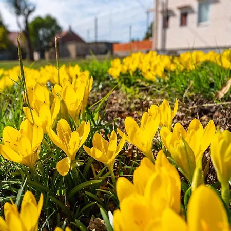 Vesna Lux Vila Zadar