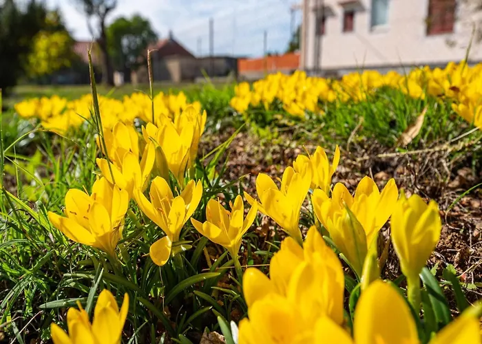 Vesna Lux 别墅 扎达尔